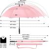 imageG4Free 47546268 Inch Automatic Open Golf Umbrella Oversize Extra Large Double Canopy Vented Windproof Waterproof Stick UmbrellasLight Pink
